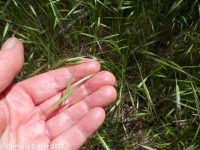 barren brome (<em>Bromus sterilis</em>)