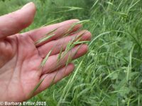 barren brome (<em>Bromus sterilis</em>)