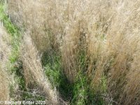 cheatgrass, downy brome (<em>Bromus tectorum</em>)