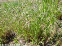 cheatgrass, downy brome (<em>Bromus tectorum</em>)