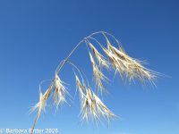 cheatgrass, downy brome (<em>Bromus tectorum</em>)
