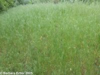 cheatgrass, downy brome (<em>Bromus tectorum</em>)