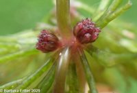 hornwort (<em>Ceratophyllum demersum</em>)