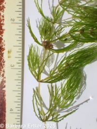hornwort (<em>Ceratophyllum demersum</em>)