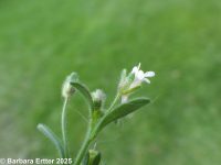 dwarf snapdragon (<em>Chaenorhinum minus</em>)