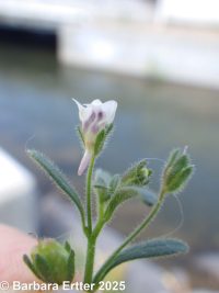dwarf snapdragon (<em>Chaenorhinum minus</em>)