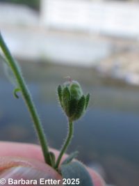dwarf snapdragon (<em>Chaenorhinum minus</em>)