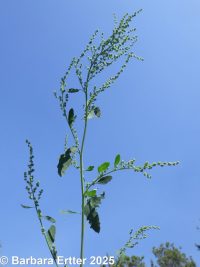 striped or late-flowering goosefoot (<em>Chenopodium strictum</em>)