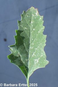 striped or late-flowering goosefoot (<em>Chenopodium strictum</em>)
