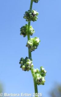 striped or late-flowering goosefoot (<em>Chenopodium strictum</em>)
