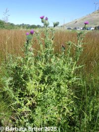 bull thistle (<em>Cirsium vulgare</em>)