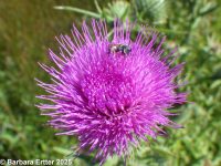 bull thistle (<em>Cirsium vulgare</em>)