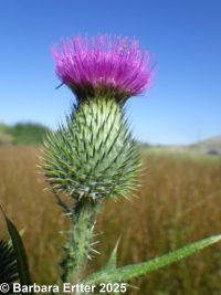 bull thistle (<em>Cirsium vulgare</em>)