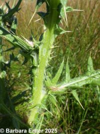 bull thistle (<em>Cirsium vulgare</em>)
