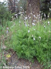 sugarbowl, vaseflower, leatherflower, hairy or Douglas's clematis (<em>Clematis hirsutissima var. hirsutissima</em>)