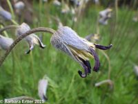sugarbowl, vaseflower, leatherflower, hairy or Douglas's clematis (<em>Clematis hirsutissima var. hirsutissima</em>)
