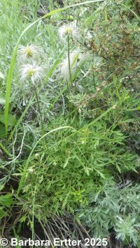 sugarbowl, vaseflower, leatherflower, hairy or Douglas's clematis (<em>Clematis hirsutissima var. hirsutissima</em>)