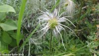 sugarbowl, vaseflower, leatherflower, hairy or Douglas's clematis (<em>Clematis hirsutissima var. hirsutissima</em>)