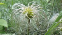 sugarbowl, vaseflower, leatherflower, hairy or Douglas's clematis (<em>Clematis hirsutissima var. hirsutissima</em>)