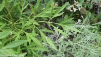sugarbowl, vaseflower, leatherflower, hairy or Douglas's clematis (<em>Clematis hirsutissima var. hirsutissima</em>)