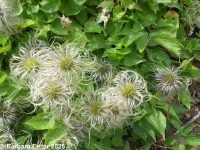rock, Columbia, or purple clematis (<em>Clematis occidentalis var. grosseserrata</em>)