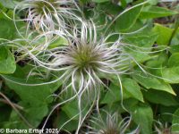 rock, Columbia, or purple clematis (<em>Clematis occidentalis var. grosseserrata</em>)
