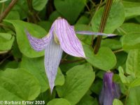 rock, Columbia, or purple clematis (<em>Clematis occidentalis var. grosseserrata</em>)