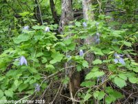 rock, Columbia, or purple clematis (<em>Clematis occidentalis var. grosseserrata</em>)