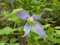 rock, Columbia, or purple clematis (<em>Clematis occidentalis var. grosseserrata</em>)