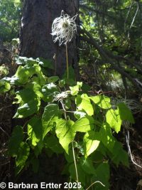 rock, Columbia, or purple clematis (<em>Clematis occidentalis var. grosseserrata</em>)