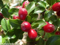 spreading cotoneaster (<em>Cotoneaster divaricatus</em>)