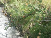 spreading cotoneaster (<em>Cotoneaster divaricatus</em>)