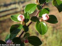spreading cotoneaster (<em>Cotoneaster divaricatus</em>)