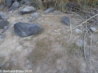 water pygmy-weed (<em>Crassula aquatica</em>)