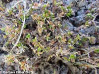 water pygmy-weed (<em>Crassula aquatica</em>)