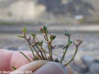 water pygmy-weed (<em>Crassula aquatica</em>)