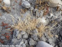 foxtail pricklegrass, corndog grass"" (<em>Crypsis alopecuroides</em>)