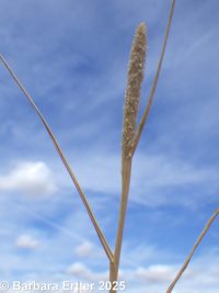 foxtail pricklegrass, corndog grass"" (<em>Crypsis alopecuroides</em>)