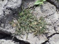 foxtail pricklegrass, corndog grass"" (<em>Crypsis alopecuroides</em>)