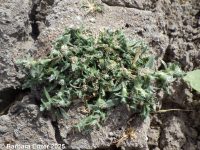 modest pricklegrass (<em>Crypsis vaginiflora</em>)