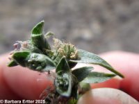 modest pricklegrass (<em>Crypsis vaginiflora</em>)