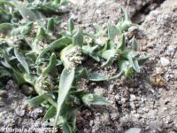 modest pricklegrass (<em>Crypsis vaginiflora</em>)
