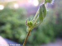 slender cryptantha (<em>Cryptantha affinis</em>)