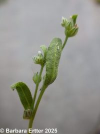 slender cryptantha (<em>Cryptantha affinis</em>)
