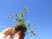 shining flatsedge (<em>Cyperus bipartitus</em>)