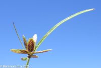 shining flatsedge (<em>Cyperus bipartitus</em>)