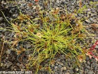 shining flatsedge (<em>Cyperus bipartitus</em>)