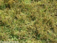 shining flatsedge (<em>Cyperus bipartitus</em>)