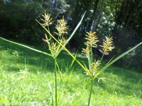 yellow nut-grass (<em>Cyperus esculentus var. leptostachyus</em>)
