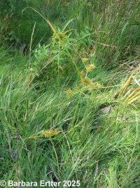 yellow nut-grass (<em>Cyperus esculentus var. leptostachyus</em>)